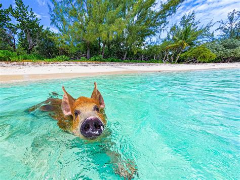 Pigs Beach Adventure